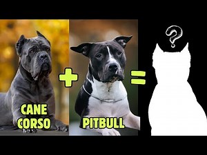 Top 12 Cane Corso Mix Breeds You Don't Know About