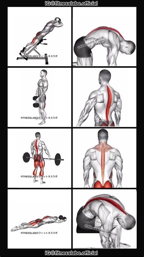 fitnesslabo.official (@fitnesslabo.official) - Effective Erector Spinae Workout Routine for a Stronger Back