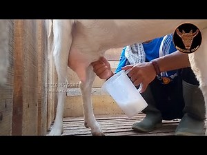 Techniques or how to take goat's milk manually | Saanen Goat Top Quality milk Production