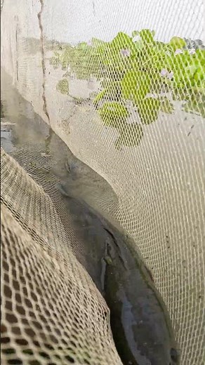 Pro Tips for Catching Plenty of Fish on a Rainy Day #RainyDayFishing #ProFishingTips #FishLovers