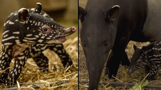 Endangered Tapir Born in Zoo; Less Than 2,500 of Them Live in the Wild