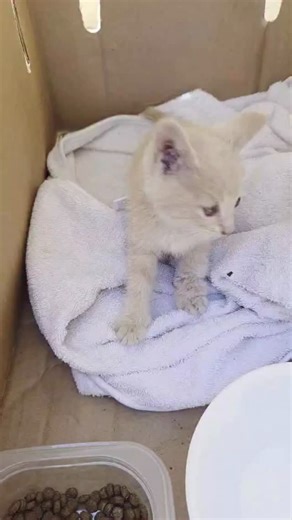 Meet Hopper, our newest rescue. Who wants to adopt this adorable little boy? We’re in Riverside, California but if approved we can get him to you anywhere in the continental United States. #davidloop65 #cat #catlife #catlover #kitten | David Loop