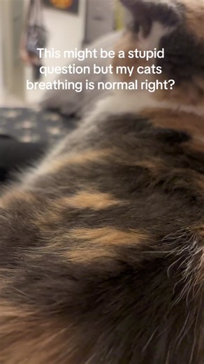 Cat Wheezing: What Does It Mean?