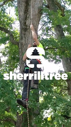 3K views · 25 reactions | Elevate your climbing game with the Petzl Pro Traxion! This pulley is designed to make hauling heavy loads safer and more efficient. With its integrated progress capture system, you can focus on reaching new heights without the hassle. #Sherrilltree #PetzlProTraxion | Sherrilltree | Facebook