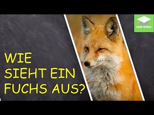 Lernvideo: Körper und Aussehen des Fuchses - Sachunterricht HSU - Grundschule