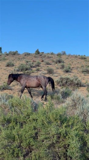 Wild Horse Stallion Nutmeg #mustangs #horse #wildlife #nature