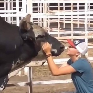 16K views · 441 reactions | People often question what makes the bulls buck or why some of them are mean. They are bred to buck to begin with, but they also just love their job. These bulls become family to most contractors and breeders and are given the best of care. Sabrina Juma with Summit Pro Rodeo scratches on 4268 Low Boy before the rodeo starts at the Sidney Iowa Championship Rodeo! | Bucking Stock News | Facebook