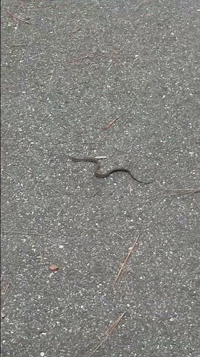 Absolutely ADORABLE baby water moccasin! Follow me ‪@Surreptitious_Psychosis‬