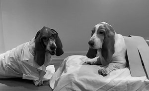 frankenhound! it’s alive! it’s aliveeee! 🧟‍♂️ | Dean The Basset