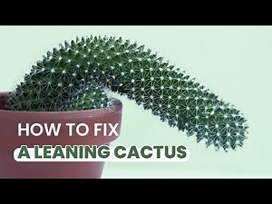 SUCCULENT TIPS | MY CACTUS IS LEANING OVER | CAUSE AND FIXES