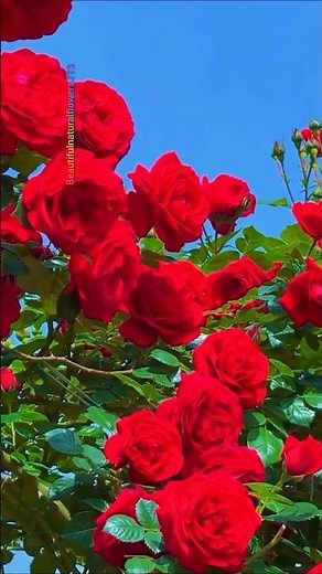 Feeling stressed? These flowers will instantly relax you 🌹🌿