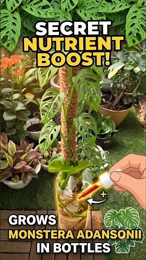The Easy Way! ​How I Feed My Monsteras 💧