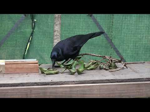 Crow Makes a Stick Tool to Retrieve Meat