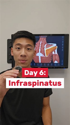 Matthew Ha | MScPT, B.H.K on Instagram: "Day 6: Infraspinatus This is the second of the rotator cuff muslces (the "I" in SITS) Origin: infraspinous fossa Insertion: greater tubercle of humerus Innervation: Suprascapular nerve Action: external rotation, abduction, posterior stabilization This is what people are trying to target with the classic banded external rotations - there's nothing wrong with those as a starting point but it's crucial to progress and integrate that into harder, functional m