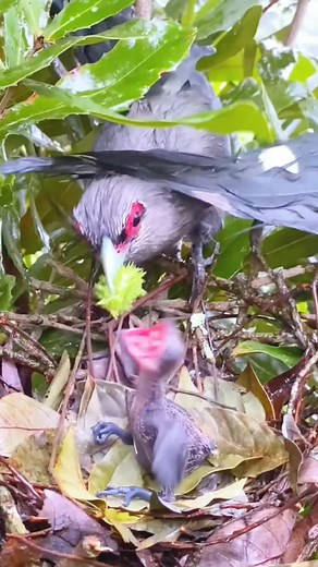 5.1K views · 1.5K reactions | #asmr #birds #nature #feeding #sound #food #dandruff #fyp #sparrow #headmassage | ASMR and Mother Nature | Facebook
