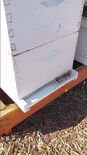 Honey Hive Farms is Arizona Honey | Arizona Raw Local Honey | Raw, Pure, Single Source Honey