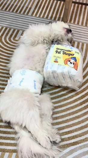 Ultimate Guide to Male Pet Diapers for Dogs
