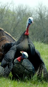 1M views · 50K reactions | Full strut and coming in hot! Sometimes a gobbler just reads the script perfectly! 旅 | Driven with Pat & Nicole | Facebook