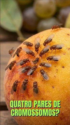 Biologia - Mosca-da-fruta - A Matemática Genética do Minúsculo Titã #mosca #insetos #entomologia