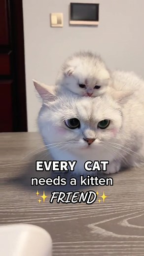 KittenMitten on TikTok