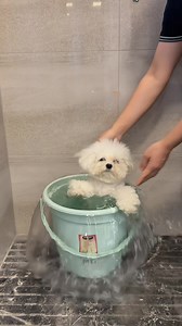 Dog Bath Brush Benefits: Easier Baths, Better Clean, Calmer Pup