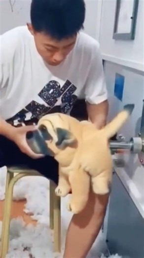 DOG FUNNY REACTION #dog #dogshorts #funnyanimals #trendingshorts #doge