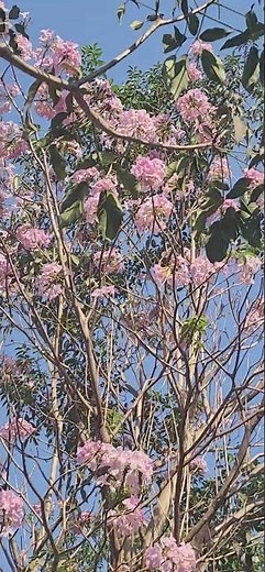 Cherry blossom