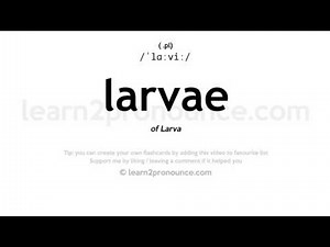 Pronunciation of Larvae | Definition of Larvae