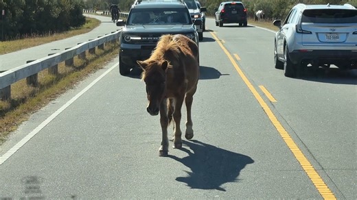 🌊 Assateague State Park & Assateague Island National Seashore 🌊 Assateague State Park & Assateague Island National Seashore Assateague is full of stories the ocean refuses to forget — and the abandoned road is one of the most fascinating. Once planned as a beachfront highway, storms and shifting sands swallowed it, leaving broken pavement now disappearing into dunes and marsh. Nature always wins on this island. But the history doesn’t stop there. 🐴 The Wild Ponies Assateague’s famous ponies r