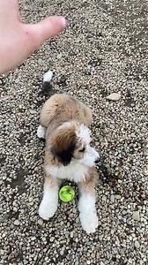 36M views · 10K reactions | Sky (Lucy in the .... and Sargent Pepper’s daughter) will get it someday  | Massachusetts Bernedoodles | Facebook