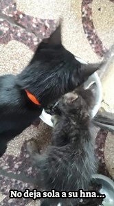 👉 “Antes de ser el guardián…” ⭐