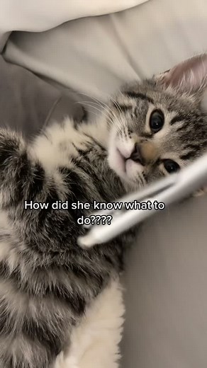 Best one I’ve seen too 💅🏼 #kitten #catsoftiktok #backout