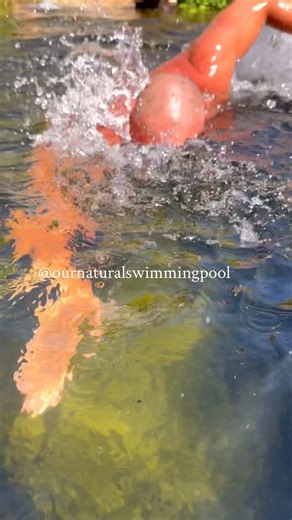 Scott & Andrew on Instagram: "Who says you can’t properly swim in a small back garden natural pool?! The resistance band we bought has been a game changer 💯 You simply clip the harness around your waist, and secure the end at one end of the pool. And hey presto, you’re able to effectively swim on the spot without having to turn around every 5 seconds 💪🏼 #swimhappy #selfbuild #swimmingpool #swimmingpond #naturalswimpond #naturalpool #naturalswimmingpool #organicswimmingpool #organicpool #organ