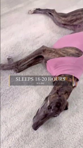 Speed Monster or Couch Potato? The Greyhound Paradox😳🐕🦮
