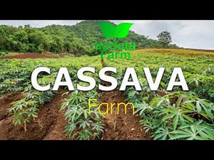 How to Grow Cassava to Fast Harvesting and Most Yield Easy