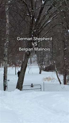 German Shepherd vs Belgian Malinois: A Comparative Guide