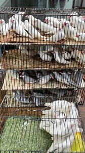 1.2K views · 12 reactions | White java silver java albino pairs fb area dastagir block 15 shop 03091555659 | Laraib ali syed | Facebook