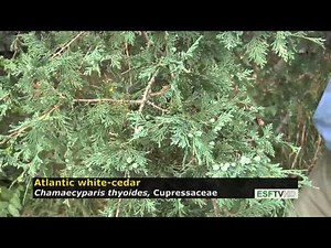 Trees with Don Leopold - Atlantic white cedar