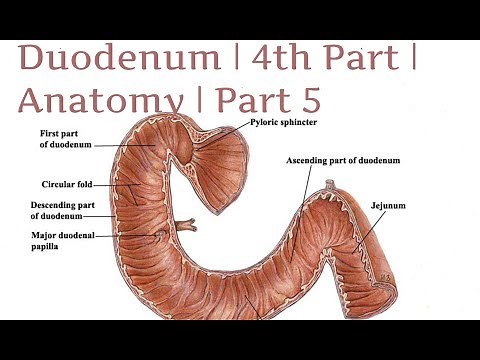 Duodenum | 4th Part | Anatomy | Part 5
