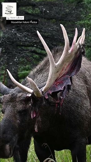 Moose With Antlers Wait For It You Won't Believe This! #wildlife #nature #moose