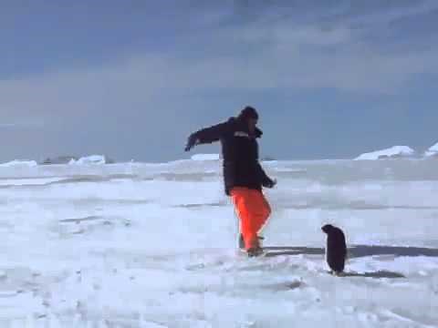 Angry Penguin Attacks!