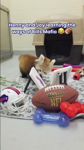 Red pandas play with Buffalo Bills themed toys at Buffalo Zoo in New York