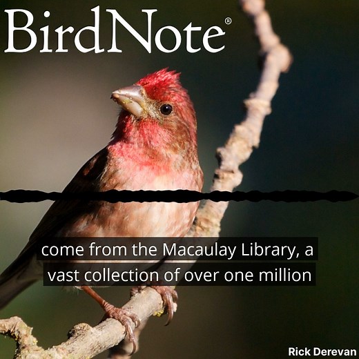 1K views · 336 reactions | Most of the bird sounds you hear on BirdNote come from the Macaulay Library at the Cornell Lab, a vast collection of over one million bird calls and songs curated by the Cornell Lab of Ornithology. The library relies on both professional field recordists and dedicated volunteers to capture the sounds of birds all over the world. birdnote.org/listen/shows/ever-growing-library-bird-sounds Purple Finch © Rick Derevan | BirdNote | Facebook