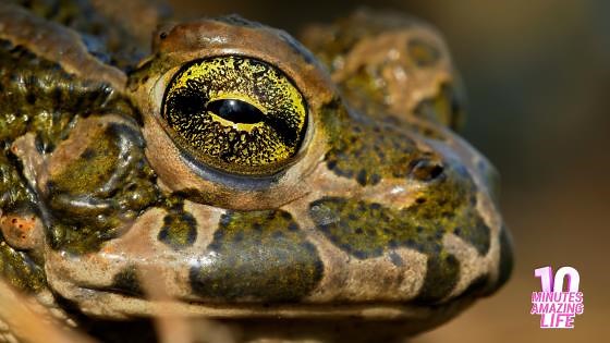 Close-Up of a Green Toad – Details of Its Striking Eye