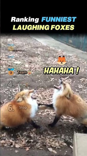 Ranking FUNNIEST LAUGHING FOXES Core Moments!! 🦊