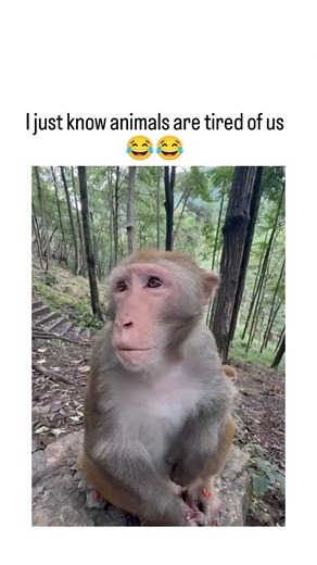 TrendTok Hub on Instagram: "This viral video depicts a human gently grooming and adorning a macaque monkey with a wig in a bamboo forest, eliciting the primate's wide-eyed, seemingly weary expressions that humorously underscore human meddling in animal lives. Posted by @AMAZlNGNATURE , a prolific wildlife content creator, the clip amassed 5,800+ likes and 335,000 views in under a day, tapping into audiences' fondness for relatable animal "personalities" amid growing interest in ethical wildlife 