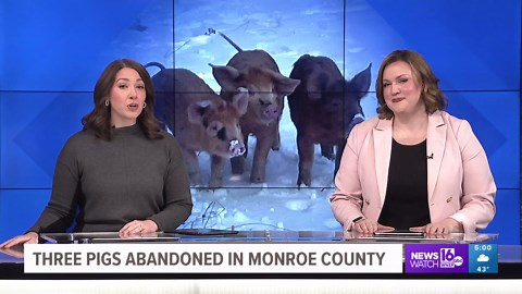 Domestic pigs found abandoned in Delaware Water Gap National Recreation Area