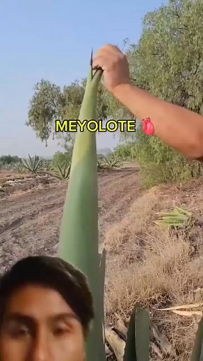 Meloyote 😱 #relsviralシ #reelsfbシ #Viralシ #MrRob | MrRob