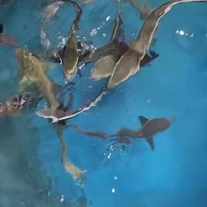 Echeneis naucrates | Formosa fish Taiwan