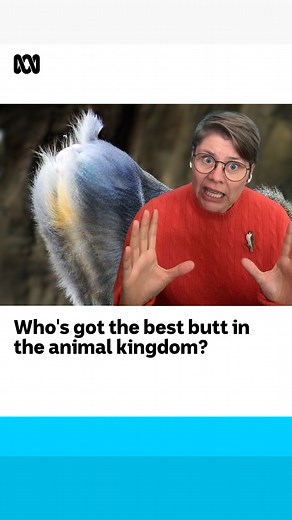 What the butt is behind these big, bright, beautiful booties? 🍑 Get to the bottom of it on the What The Duck?! podcast. #WhatTheDuck #Butts #Baboon #Primate #Animals | ABC Science
